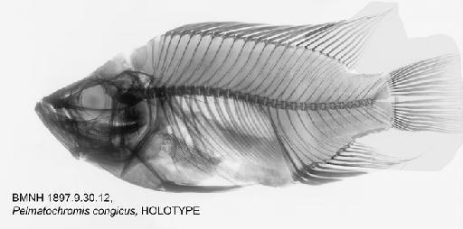 Pelmatochromis congicus Boulenger, 1897 - BMNH 1897.9.30.12, HOLOTYPE, Pelmatochromis congicus Radiograph