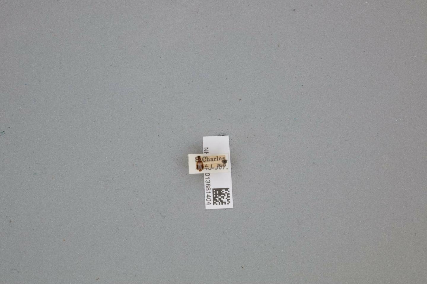 Lebia lobulata thumbnail