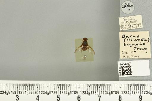 Bactrocera (Bactrocera) bryoniae (Tryon, 1927) - BMNHE_1434987_a_28453