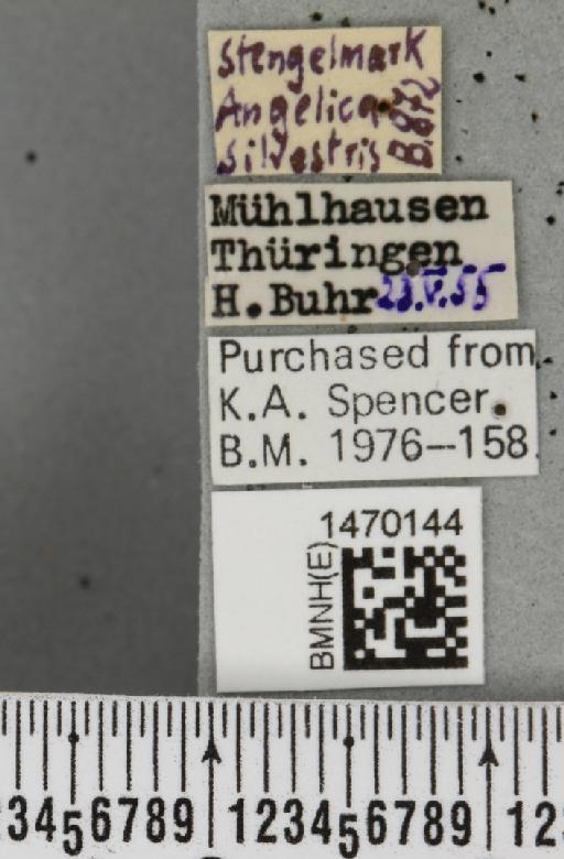 Melanagromyza angeliciphaga Spencer, 1969 - BMNHE_1470144_label_44694
