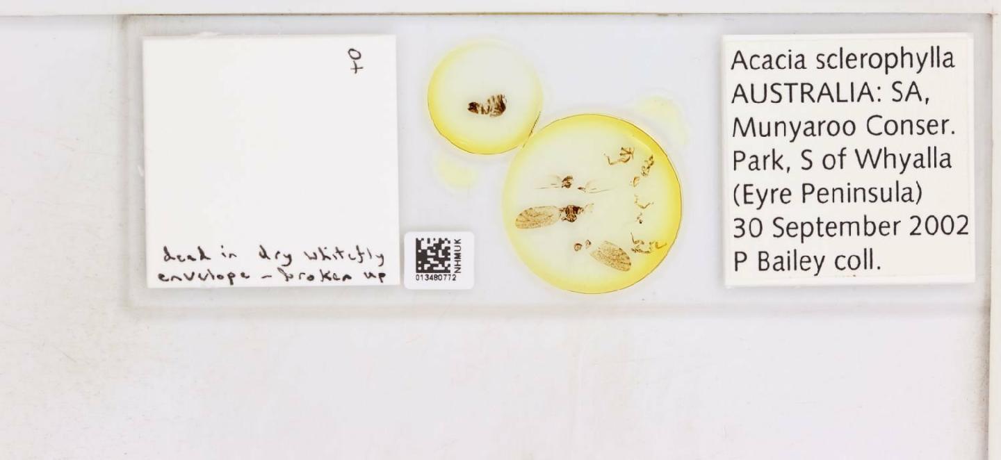 Calophyidae thumbnail