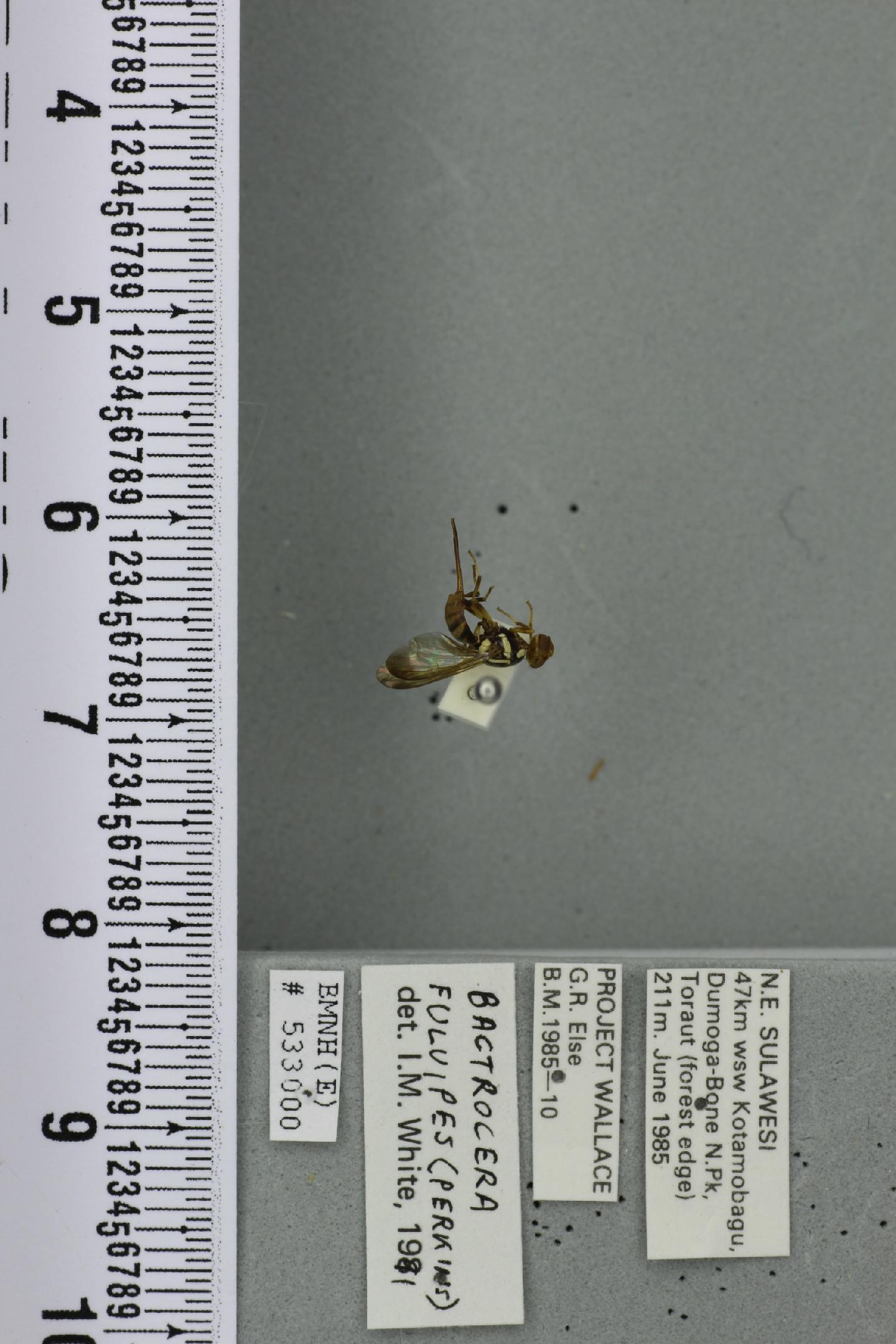 Bactrocera fulvipes