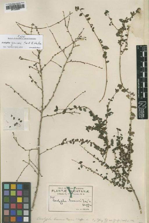Acalypha gaumeri Pax & K.Hoffm. - BM000939664
