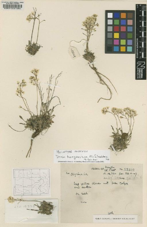 Draba kongboiana Al-Shehbaz - BM000041303