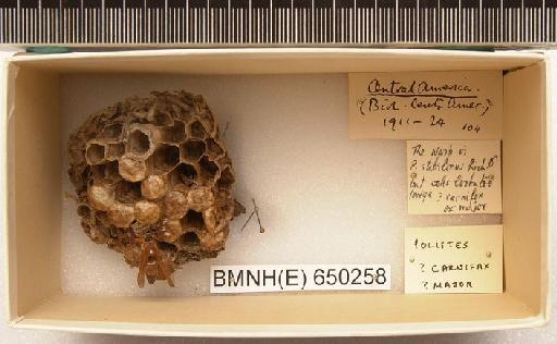 Polistes stabilinus Richards, 1978 - Hymenoptera Nest BMNH(E) 650258
