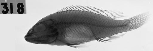 Haplochromis albertianus Regan, 1929 - BMNH 1929.1.24.318-322, SYNTYPE, Haplochromis albertianus, radiograph