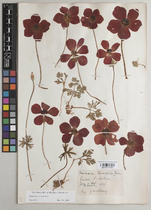 Anemone coronaria L. - BM015176479