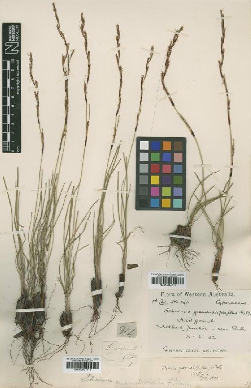 Schoenus grammatophyllus F.Muell. - BM000991016