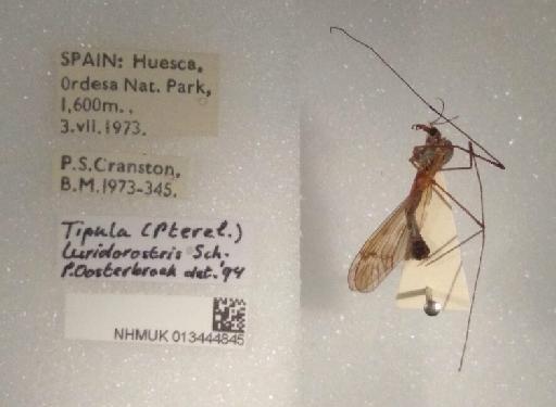 Tipula (Pterelachisus) luridorostris Schummel, 1833 - 013444845 Tipula (Pterelachisus) luridorostris