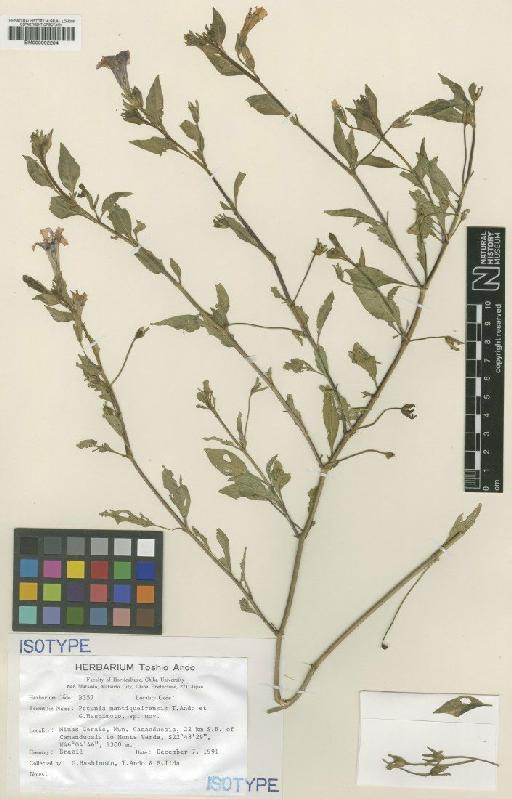 Petunia mantiqueirensis T.Ando & Hashim. - BM000992204