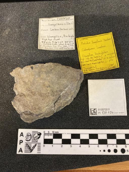 Productus llangollensis Davidson - B 81624