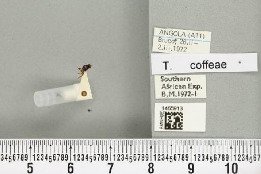 Trirhithrum coffeae Bezzi, 1918 - BMNHE_1465913_27190