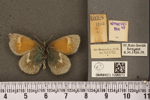 Coenonympha tullia scotica (Müller, 1764) - BMNHE_1096913_8188