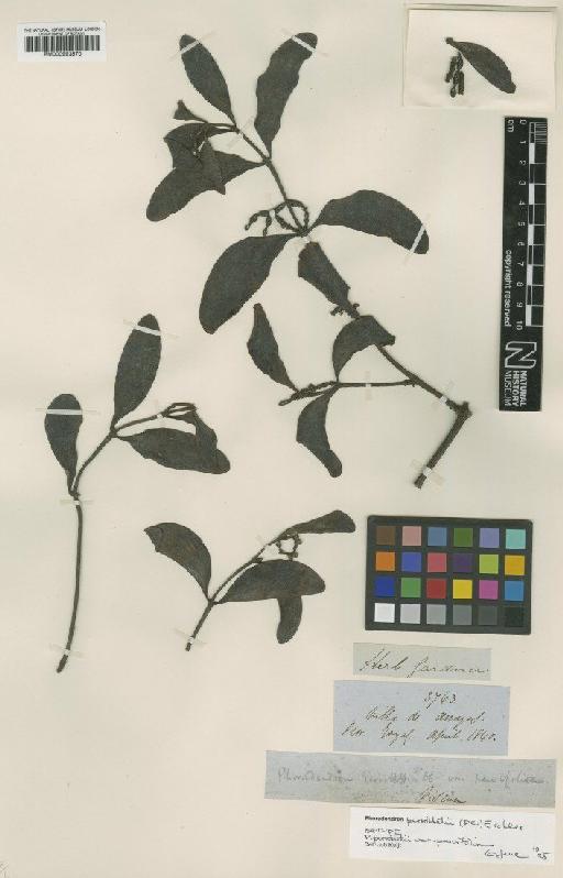 Phoradendron perrottetii var. parvifolium Eichler - BM000993570