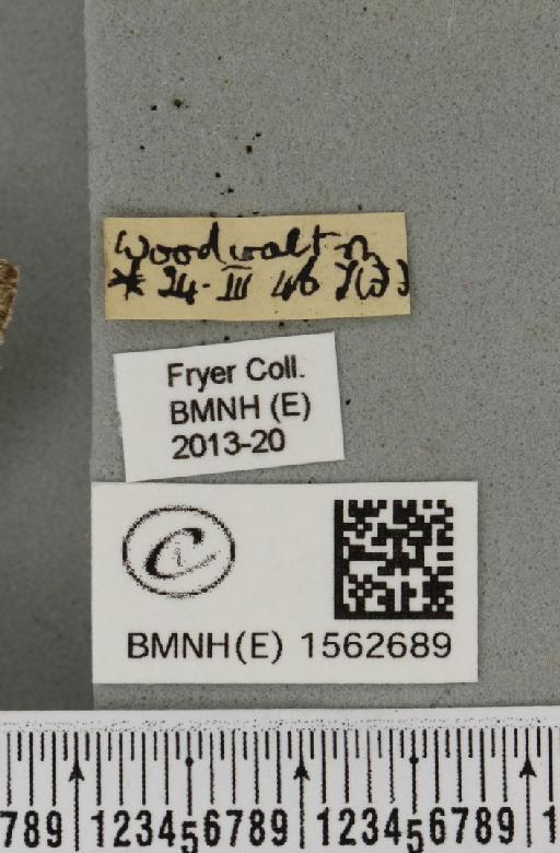 Achlya flavicornis galbanus Tutt, 1891 - BMNHE_1562689_label_239897