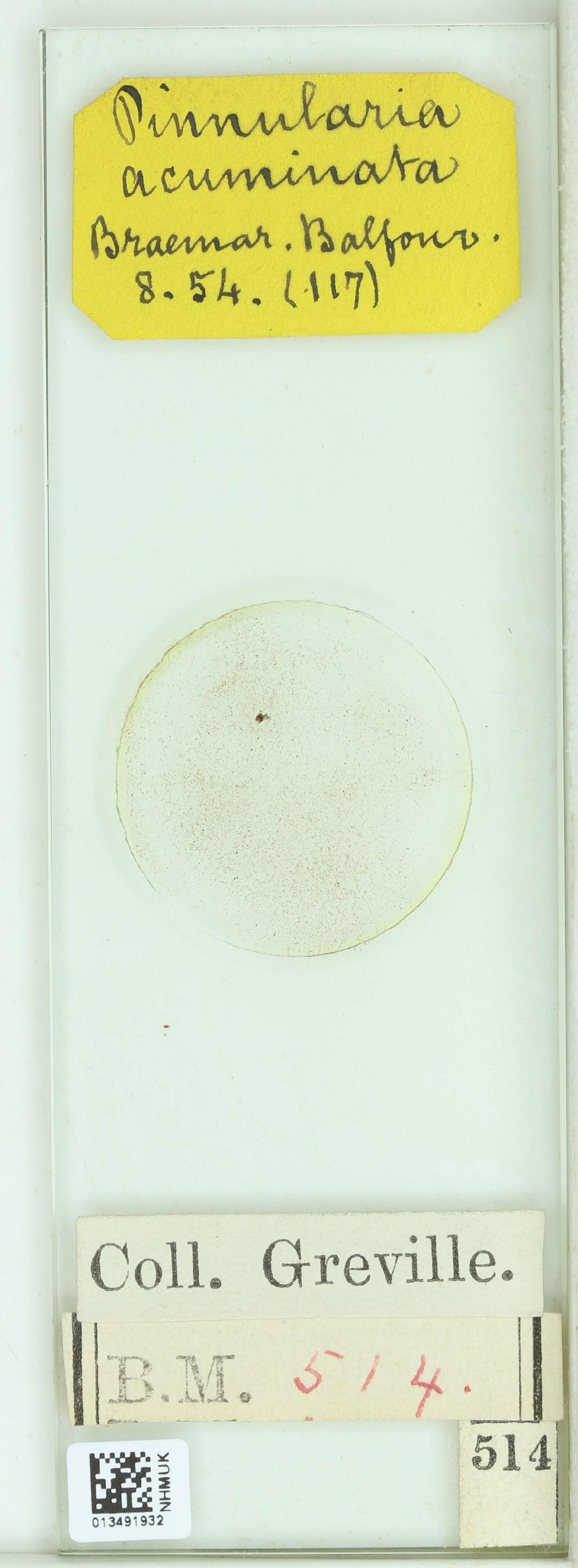 To NHMUK collection (Pinnularia acuminata W.Sm.; NHMUK:ecatalogue:4729783)