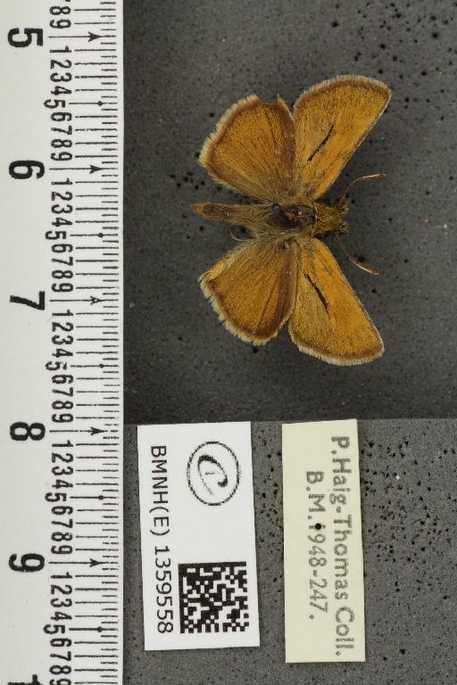Thymelicus acteon (Rottemburg, 1775) - BMNHE_1359558_157445