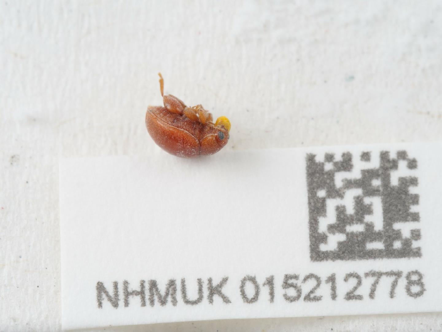 Sphaeroderma rubidum