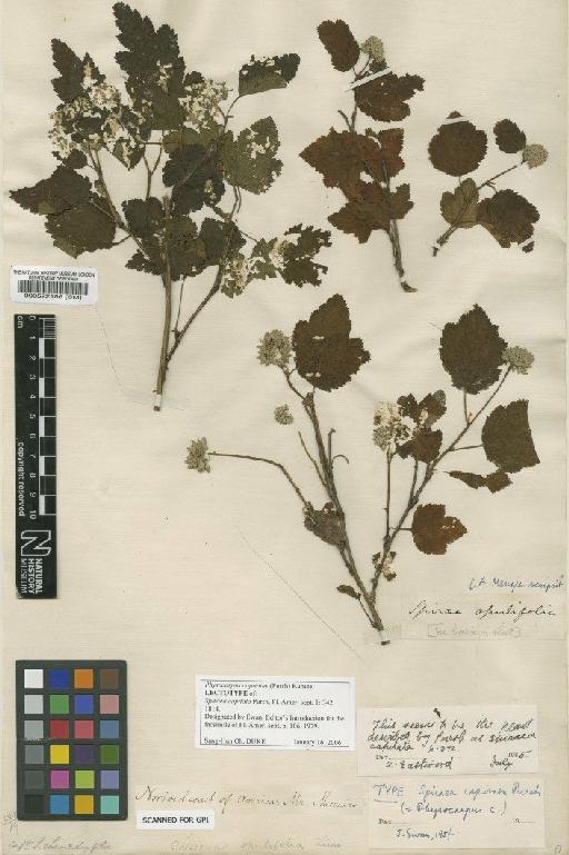 Physocarpus capitatus (Pursh) Kuntze - BM000522186