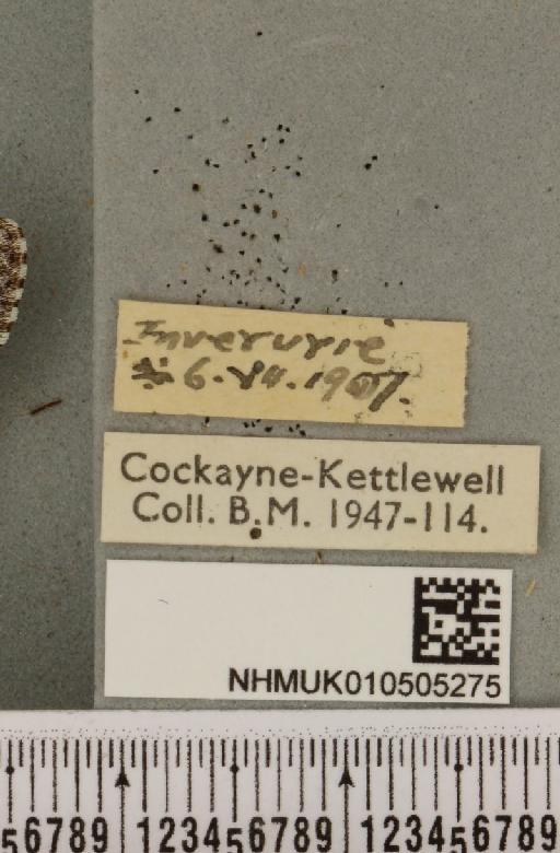 Acronicta cinerea ab. fasciata Hannemann, 1916 - NHMUK_010505275_label_562972