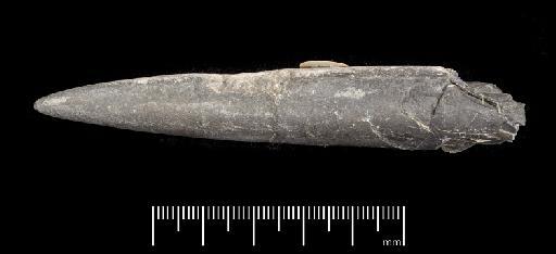 Acrocoelites (Odontobelus) subtricissus Kolb - PI CC  963 - belemnite