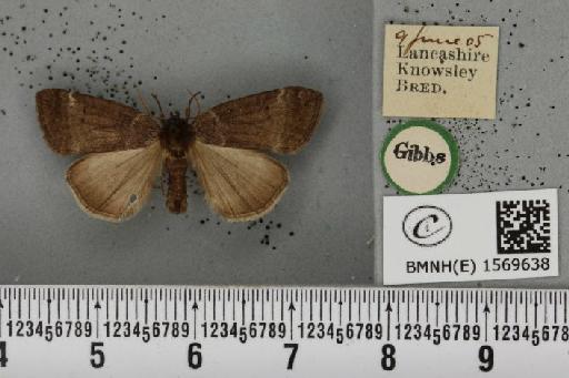 Ochropacha duplaris (Linnaeus, 1761) - BMNHE_1569638_491604