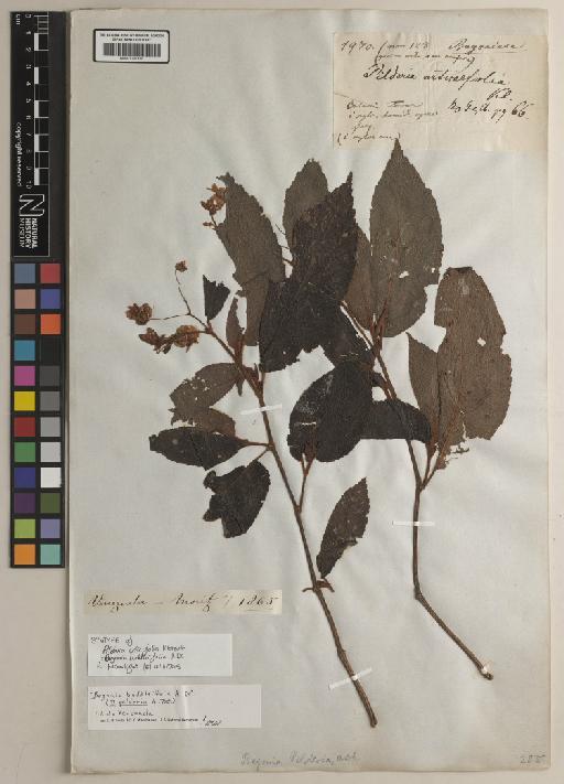 Begonia buddleiifolia A.DC. - BM001191438