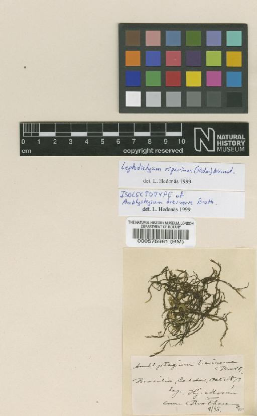 Leptodictyum riparium (Hedw.) Warnst. - BM000575961_a