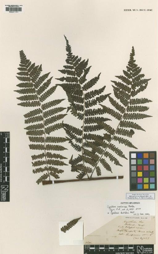 Cyathea lechleri Mett. - BM000777351