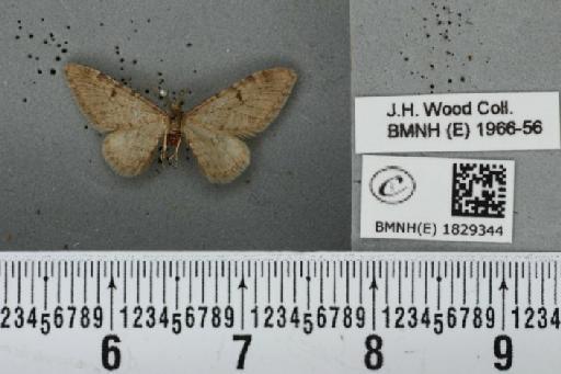 Eupithecia indigata (Hübner, 1813) - BMNHE_1829344_401195
