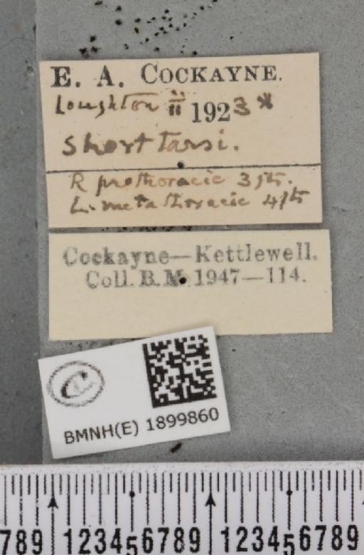 Apocheima hispidaria (Denis & Schiffermüller, 1775) - BMNHE_1899860_label_455785