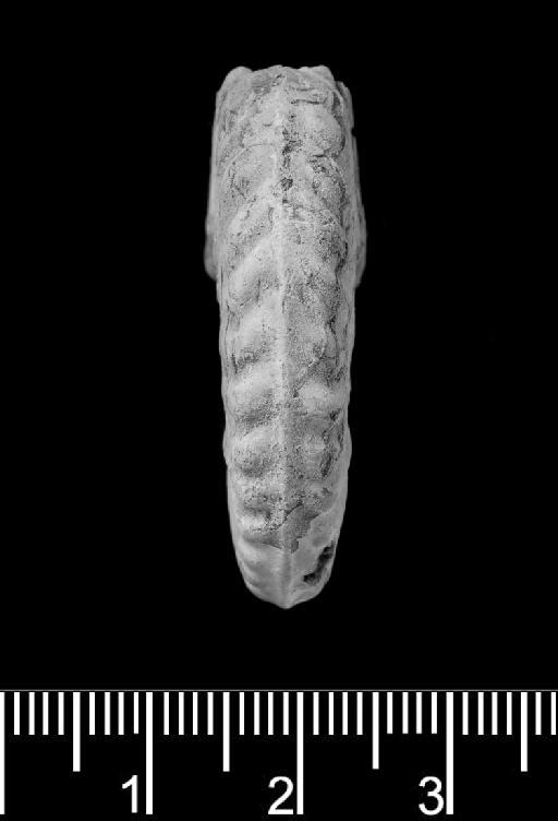 Hysteroceras binum (Sowerby, 1815) - PI C 53341