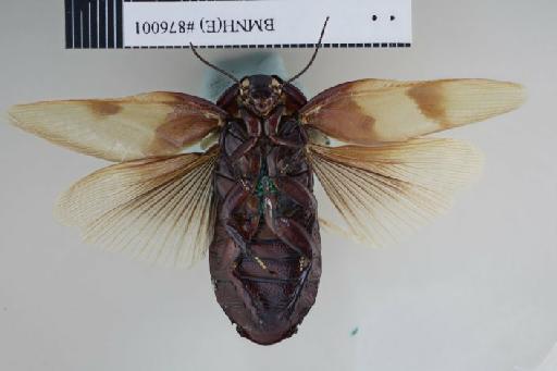 Panesthia hilaris Kirby, 1903 - Panesthia hilaris Kirby, 1903, female, holotype, ventral. Photographer: Aging Wang. BMNH(E)#876001