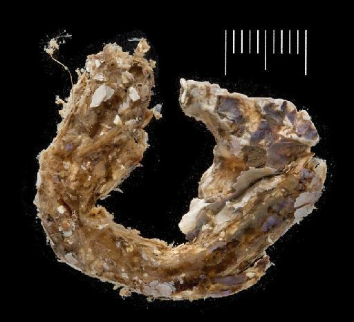 Thelepus binakayanensis Pillai, 1965 - 1965.33.46-47 tube ptI; Terebellidae; Polychaeta type image project