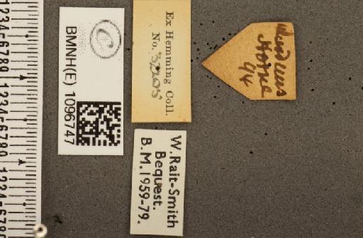 Coenonympha tullia scotica ab. laidion Borkhausen, 1788 - BMNHE_1096747_label_7575