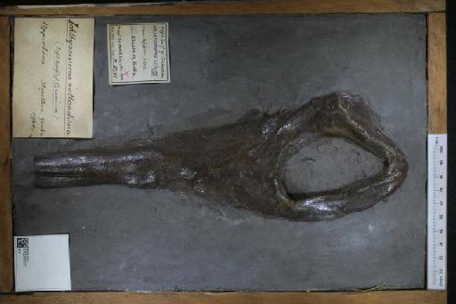 Ichthyosaurus zetlandicus Seeley, 1880 - 010020533_L010040187