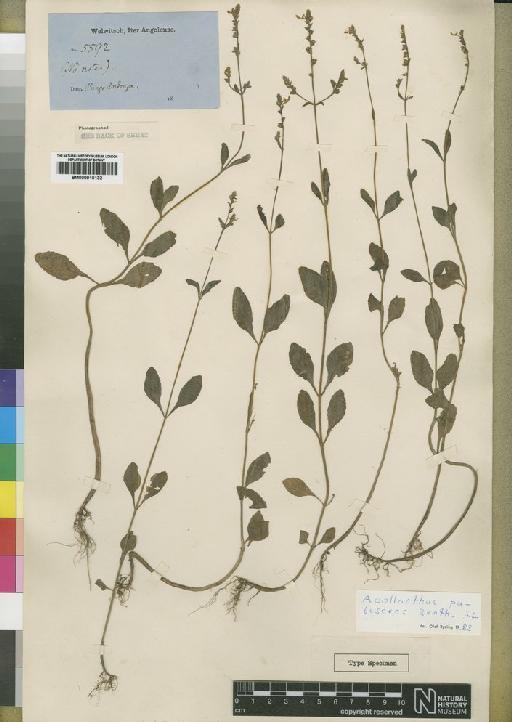 Aeollanthus suaveolens - BM000910132