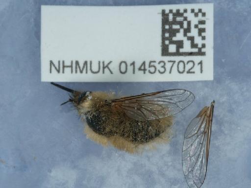 Bombylius (Bombylius) canescens Mikan, 1796 - 014537021_1