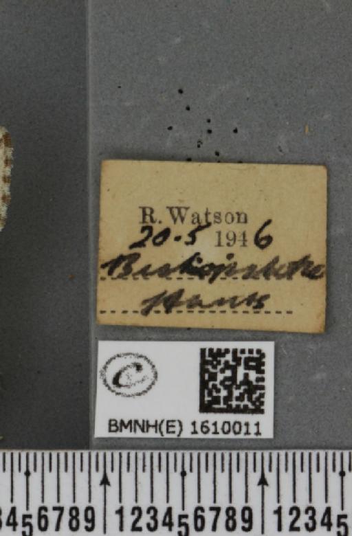 Xanthorhoe montanata montanata (Denis & Schiffermüller, 1775) - BMNHE_1610011_label_312536