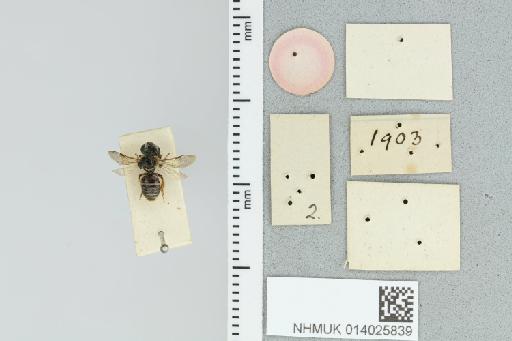 Pseudapis durbanensis (Cockerell, 1920) - 014025839_additional