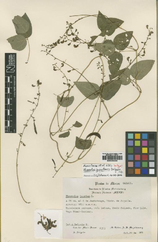 Phaseolus juquilensis A.Delgado - BM000898068