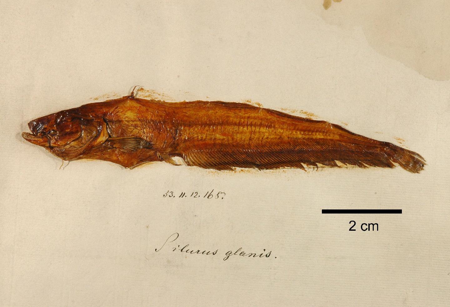 To NHMUK collection (Silurus glanis Linnaeus, 1758; SYNTYPE; NHMUK:ecatalogue:2584724)