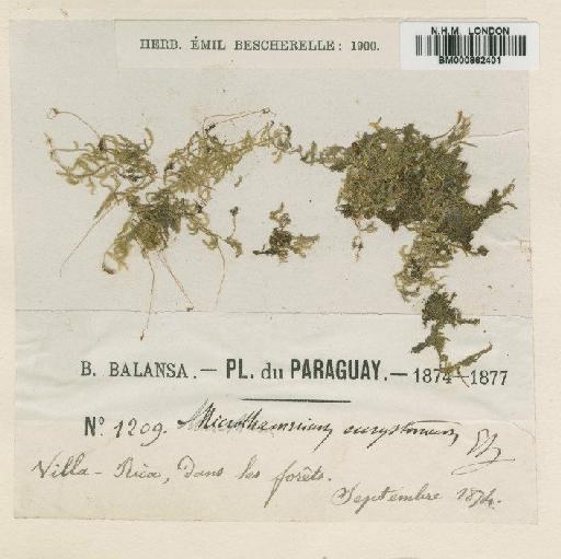 Mittenothamnium eurystomum (Besch.) Cardot - BM000862401