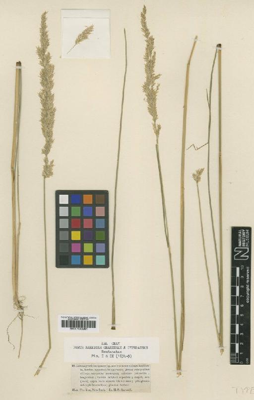 Calamagrostis inexpansa A.Gray - BM001042261