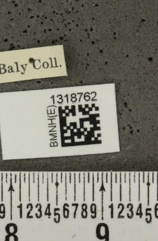 Systena frontalis (Fabricius, 1801) - BMNHE_1318762_label_26178