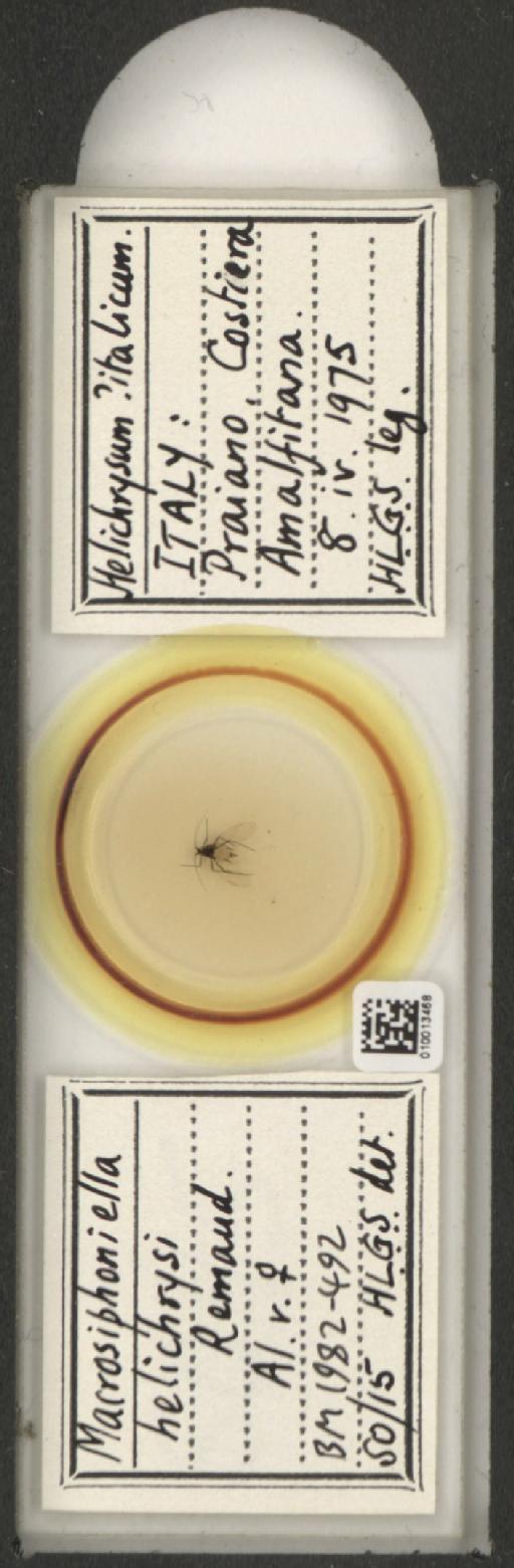 Macrosiphoniella helichrysi Remaudiere, 1952 - 010013468_112660_1094725