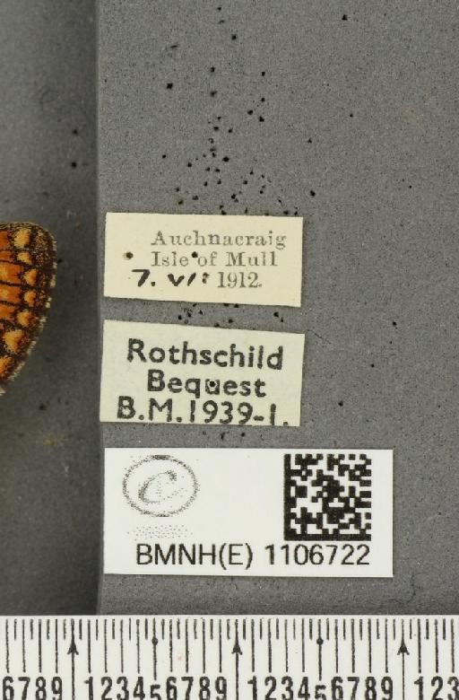 Euphydryas aurinia ab. rectiangula Cabeau, 1924 - BMNHE_1106722_label_18344