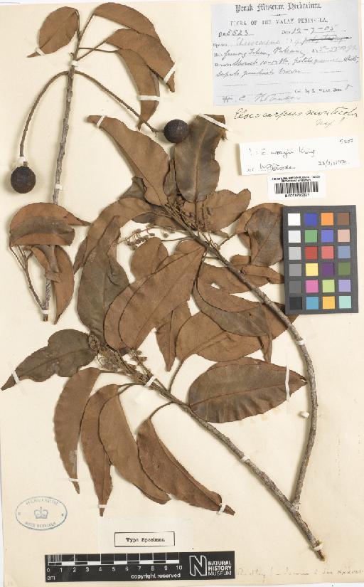 Elaeocarpus wrayii King - BM000795337