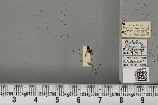 Phytobia lanei Spencer, 1966 - BMNHE_1488675_52522