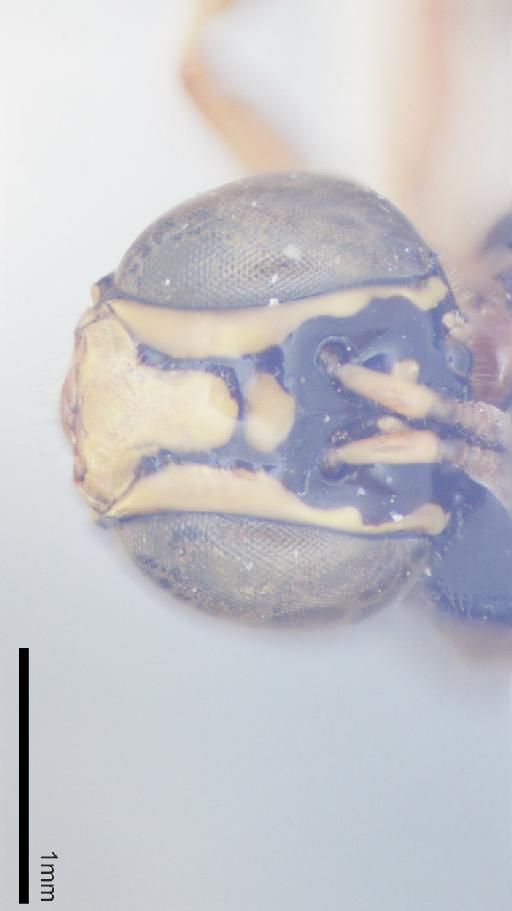 Ceratina flavonitens Cockerell, 1920 - 010812632-NHMUK-Ceratina_flavonitens-type-male-face-4_0x.jpg